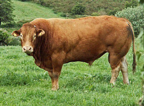 Дорослих биків годують злаковими культурами, бобовими, силосом і продуктовими відходами