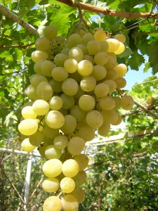 Нових гібридів, форм і сортів сьогодні незліченну кількість, але, з урахуванням півсотні років, протягом яких буде плодоносити посаджений сьогодні виноград, краще використовувати перевірені сорти