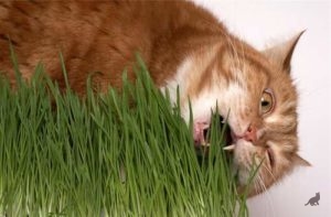 Таким питанням задаються практично всі господарі   вусатих і смугастих вихованців   - трава для кішок показана тваринам з кількох причин