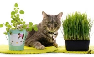 Початківці кошатники можуть закономірно задатися питанням - яку траву   їдять кішки