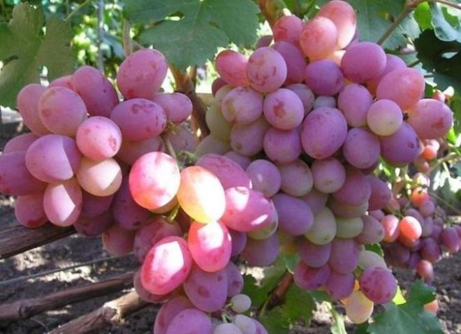Відомі випадки, коли людина починає вирощувати виноград і захоплюється цим процесом