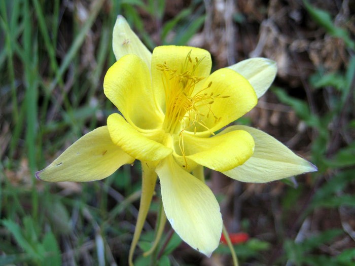 Відрізняється лише забарвленням квітки, який має золотистий відтінок, і наявністю шпорца вельми значною довжини