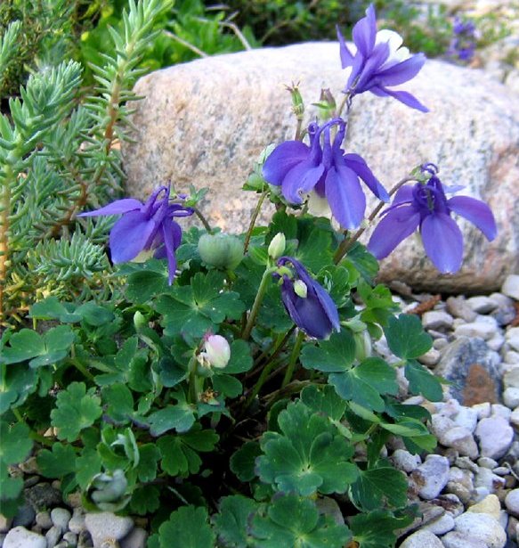 Аквілегія альпійська не росте понад півметра, володіє великими квітками, переважно синього кольору