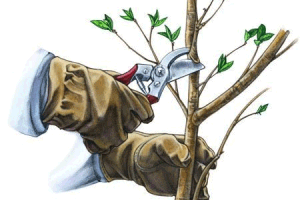 Формування крони важливо для будь-якого плодоносному дерева і чагарника